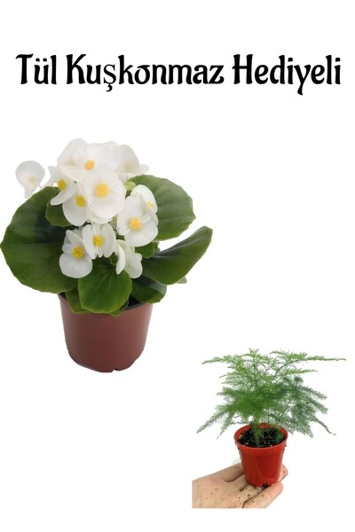 serada decor & plant Hediyelik Beyaz Şeker Begonya Çiçeği Öğretmenler Gününe ...