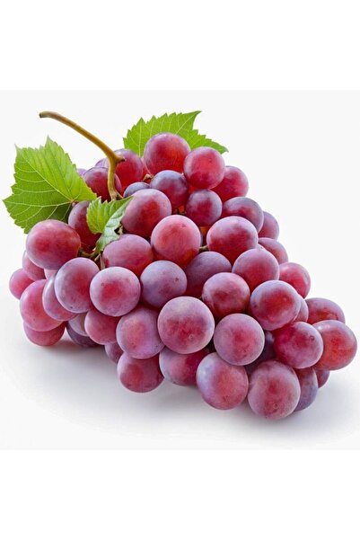 Karmen Crimson Seedles Çekirdeksiz Üzüm Fidanı Tüplü
