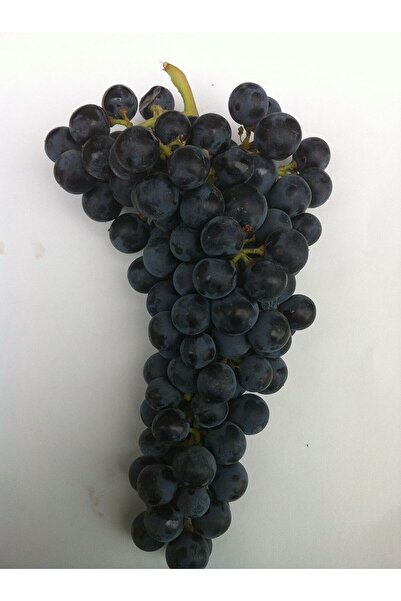 Karmen Merlot ( Şaraplık ) Üzüm Fidanı Tüplü 2 Yaş