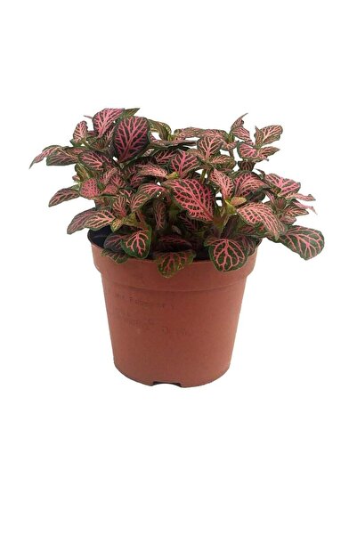 FİDEİSTE Saksıda Fitonya Çiçeği Fittonia Argyroneura