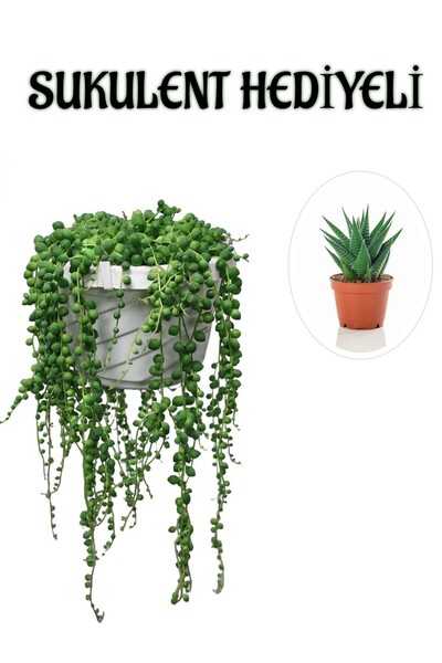 serada decor & plant Tespih| Boncuk| Bezelya Çiçeği Bitkisi Sevgililer Gününe...