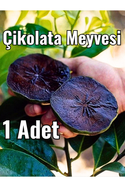 FidanBudur Çikolata Meyvesi, çikolata puding meyvesi, Black Sapote, 1 adet