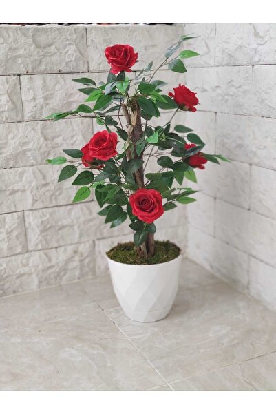 Cennet Home Kırmızı Gül Ağacı Beyaz lüks saksıda doğal görünümlü Çalılı