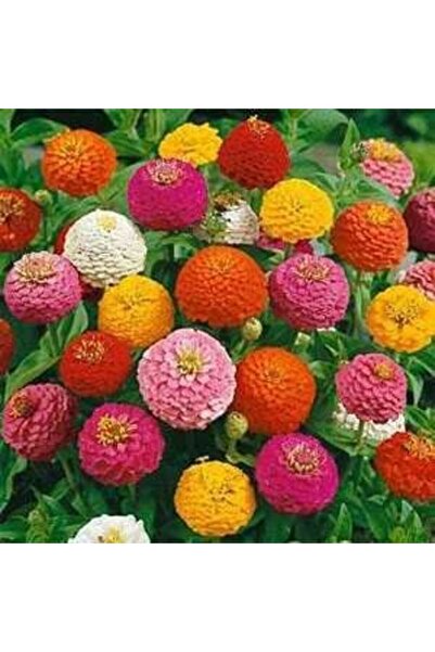 Tohum Dünyası 40 Adet Zinnia Lilliput Ponpon Çiçekli Bitki Tohumu- Karışık Renk Çiçekler