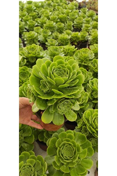 Ravza Çiçekçilik Aeonium Arboreum ( Ağaç Formunda 2 Yıllık Bitki ) Sukulent 13 (CM SAKSIDA)