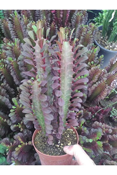 Ravza Çiçekçilik Süt Ağacı.süt Kaktüs (13 CM SAKSIDA SÜT KAKTÜS) Kırmızı 30 Cm 40cm 50cm Boyunda Bol Yavrulu