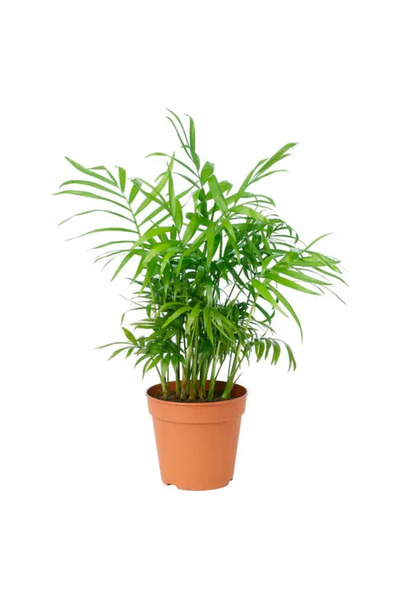 Bizgetiriyoruz Chamaedorea Elegans Dağ Palmiyesi 25-35 Cm