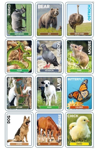 HR PAK My Baby's Legendary Set of 4 - First Intelligence Cards