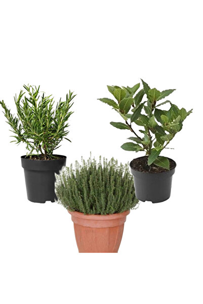 körfezgardens Muhteşem Mutfak Baharat Seti 3 lu BİBERİYE KEKİK DEFNE