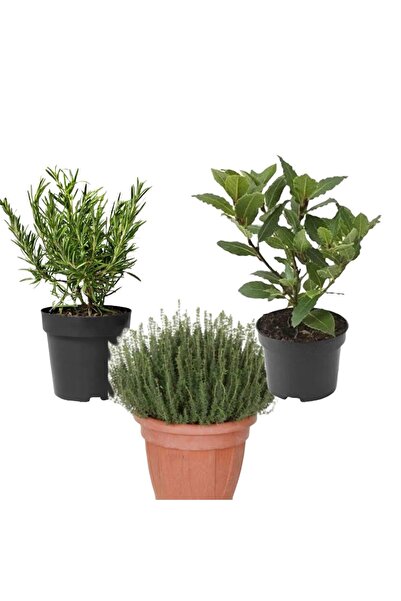 Aromatic Kitchen Set ROSEMARY THYME LAUREL with Potted