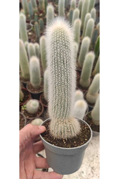 Ravza Çiçekçilik Cleistocactus Strausii Silver Torch Cactus ( Yaşlı Adam ) ( ...