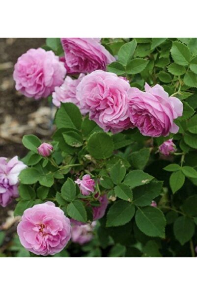 körfezgardens Yıldızlı Ürün Gerçek Isparta Gülü Aşılı Saksılı Fide