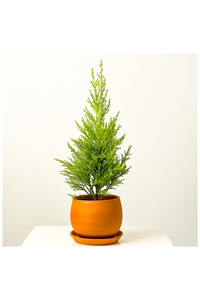 Lemon Serving, Lemon Pine 30-35 cm Large Branch Full Form