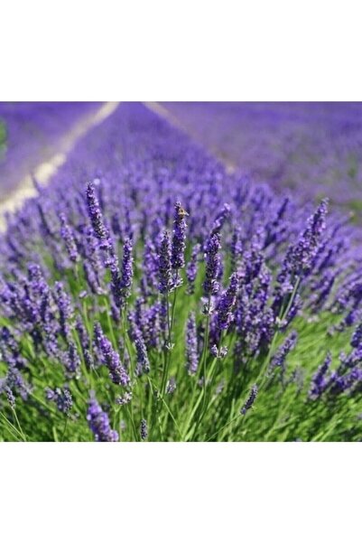 körfezgardens Vip Ürün Saksılı Yoğun Kokulu Aromatik Lavanta Fidanı