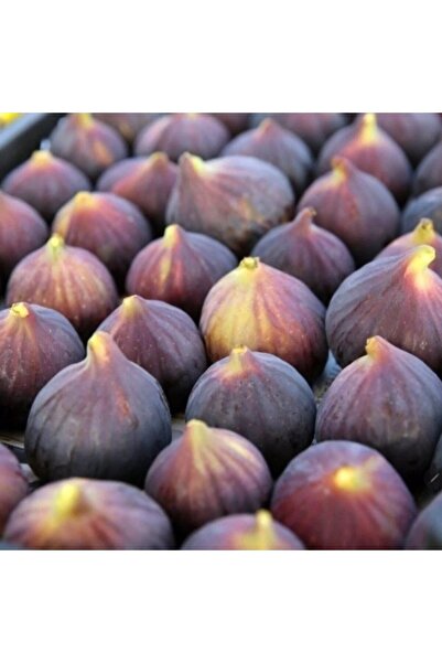 Certified Bursa (Mudanya) Black Fig Seedling 3 Years Old