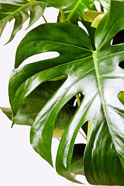 Fintarla Monstera Deliciosa Xl - Deve Tabanı - Ev Ofis Salon Iç Mekan Bitkisi - 60-70 Cm