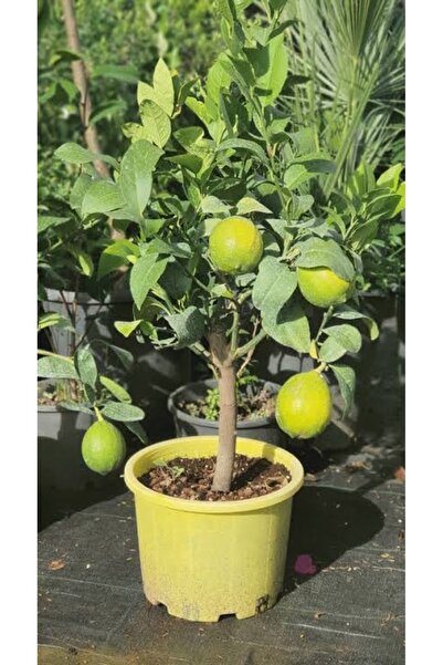 körfezgardens Ev Limon Bodur Yediveren 3 Yaş Limon Fidanı Saksılı( begenmezseniz paraniz iade)