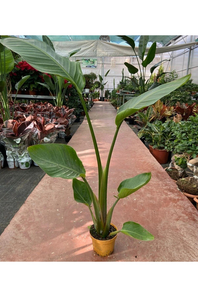 körfezgardens VİP BİTKİ Starliçe Cennet Kuşu Strelitzia Nicolai 80-90cm