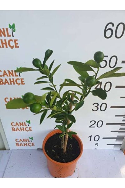 körfezgardens Limon ağacı Bodur yediveren mayer 50 cm boy saksılı