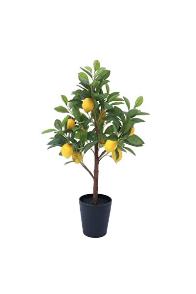 körfezgardens Limon ağacı Bodur yediveren mayer 50 cm boy saksılı