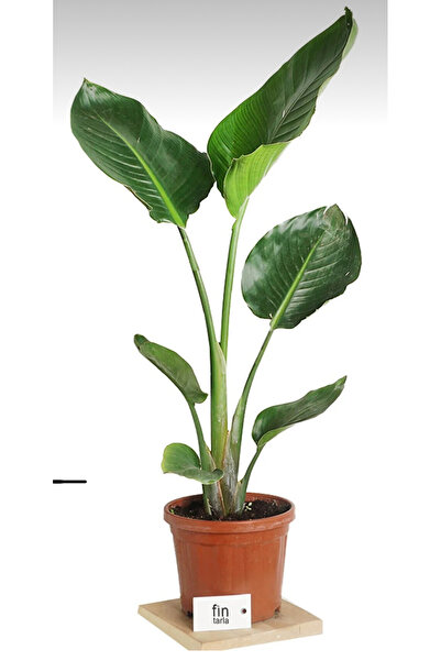 körfezgardens VİP BİTKİ Starliçe Cennet Kuşu Strelitzia Nicolai 80-90cm