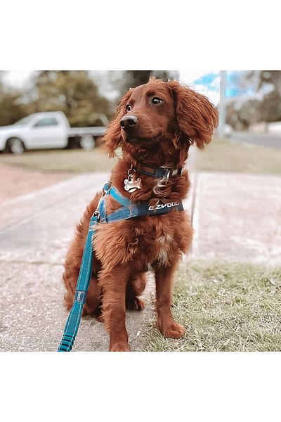 Ezydog Quick Fit Harness - Denim