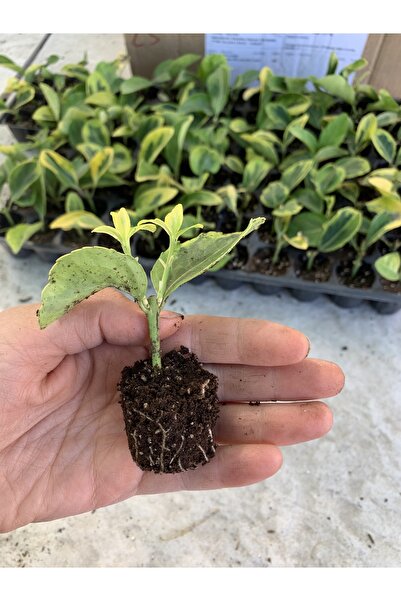 retro çiçekçilik 10 Adet Sarı Alacalı Taflan Fidesi Altuni Gold Taflan Euonymus Japonica