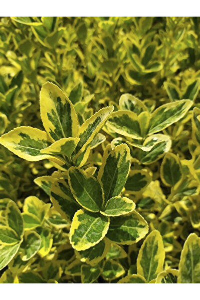 retro çiçekçilik 10 Adet Sarı Alacalı Taflan Fidesi Altuni Gold Taflan Euonymus Japonica