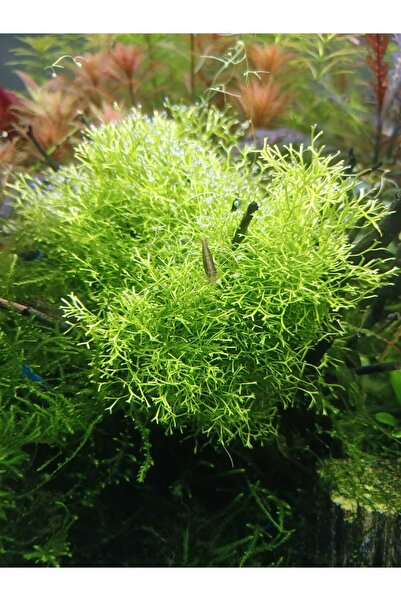 SS Oto Riccia fluitans / Riccia Moss 5-7 gram CUP Canlı akvaryum Bitkisi