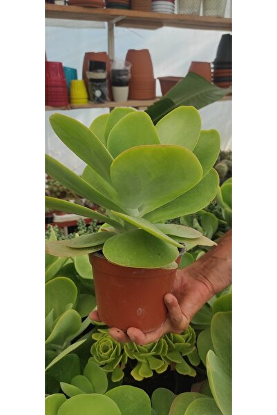 Ravza Çiçekçilik Ciger Sukulent.çöl Lahanası.kalanchoe Thyrsiflora. 13 Cm Sak...