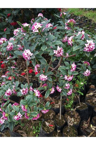 CC Kafkas Gülü(DAPHNE) Kokulu 15 -25 Cm