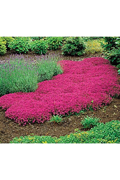 Tohum Dünyası 500 Adet Creeping Thyme Yayılıcı Kekik Tohumu