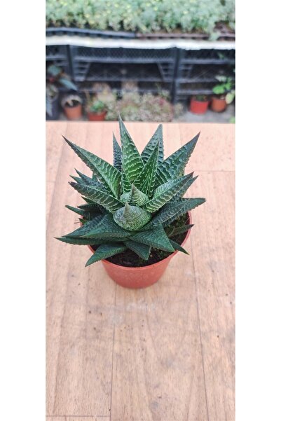 Ravza Çiçekçilik Haworthia Limifolia (8,8 Cm Saksıda )