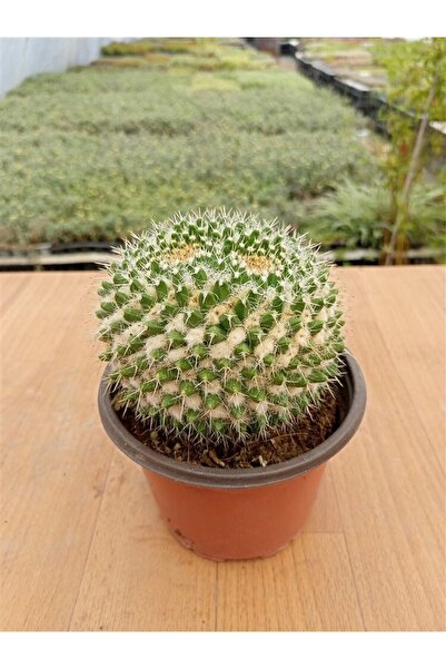 Ravza Çiçekçilik Mammillaria Hahniana Kaktüs