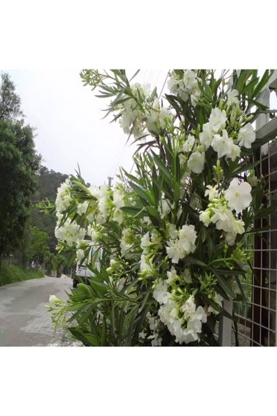 körfezgardens zakkum fidanı Beyaz renk 90 cm