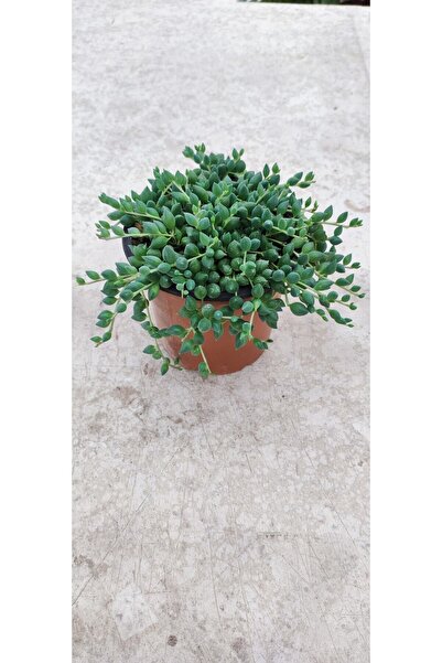 Ravza Çiçekçilik Tesbih Çiçeği Sukulent 13 Cm.lik Saksıda Dolgun Ve Formlu