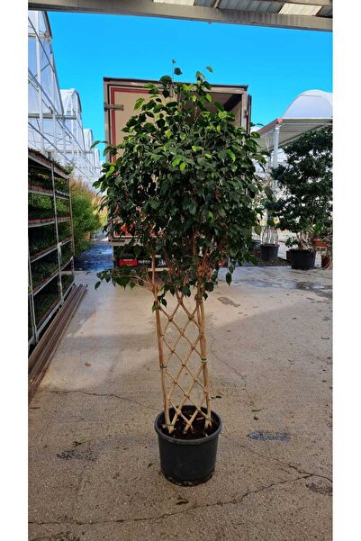 körfezgardens FİCUS ÖRGÜ MODEL 130-140 CM Salon bitkisi