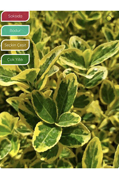 körfezgardens Altuni Gold Taflan Saksıda Dolgun Form