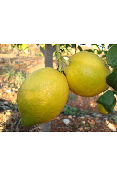 Uzunlar Fidancılık MAYER YEDİVEREN LİMON FİDANI 3 YAŞ TÜPLÜ