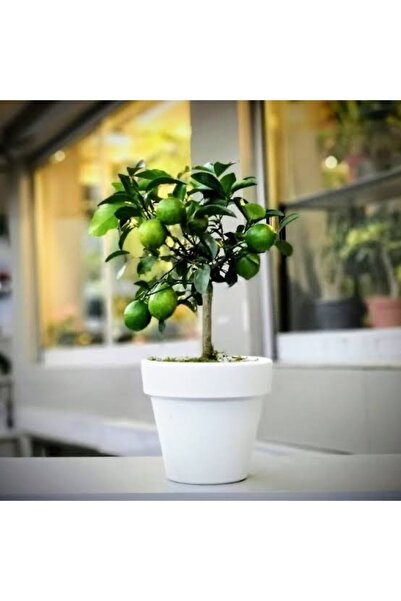 körfezgardens EV için Saksılı Limon ağacı Yediveren