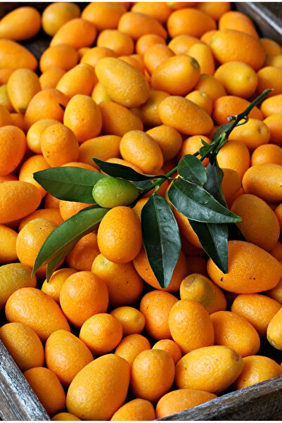 ECOLIFE TROPICAL 1 Kg Kamkat - Kumkuat -kumkat - Dalından Taze - Anamur