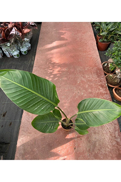 körfezgardens VİP BİTKİ Starliçe Cennet Kuşu Strelitzia Nicolai 80-90cm