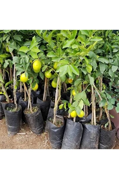 körfezgardens Tüplü Limon ağacı
