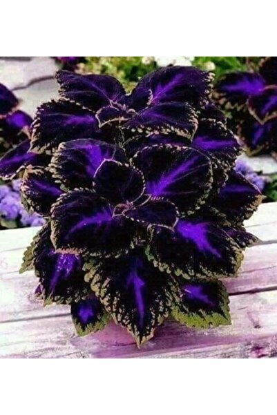 bfalina botanik 10 Adet Özel Kolyos (yaprak Güzeli) Çiçek Tohumu