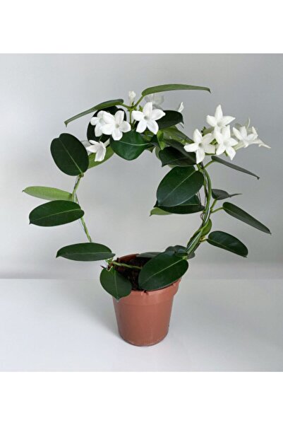 La Fleurla Madagaskar Stephanotis Floribunda Bitkisi  Yasemin Çiçeği