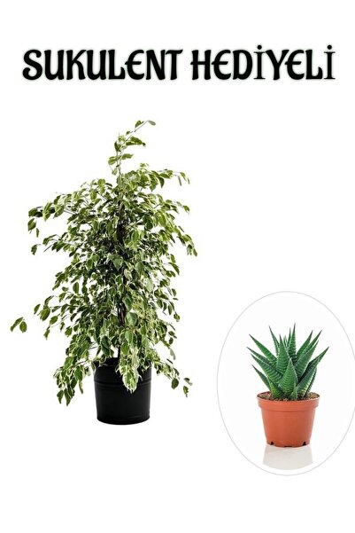 serada decor & plant Hediyelik Beyaz Alacalı Benjamin Bitkisi Sevgililer Gününe Özel SUKULENT HEDİYELİ