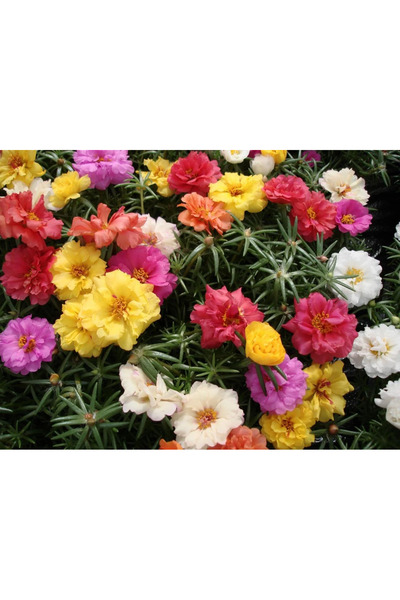 bfalina botanik Katmerli İpek Çiçeği Kedi Tırnağı 15 Adet Tohum