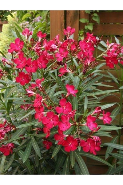 körfezgardens Zakkum Fidanı Kırmızı Yalın Kat 80 cm boy