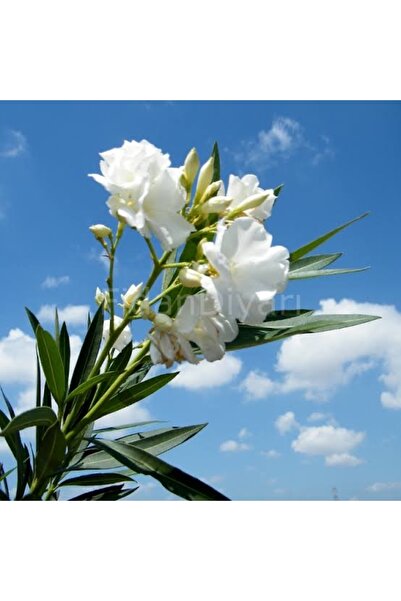 Oleander Seedling White Potted 95 cm