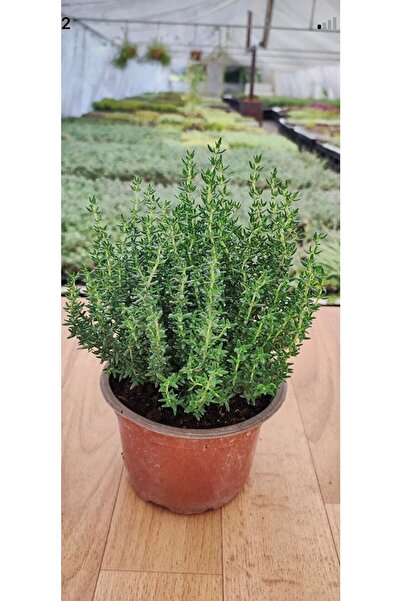 Thyme Seedling, Plump And Full,in Flowerpot